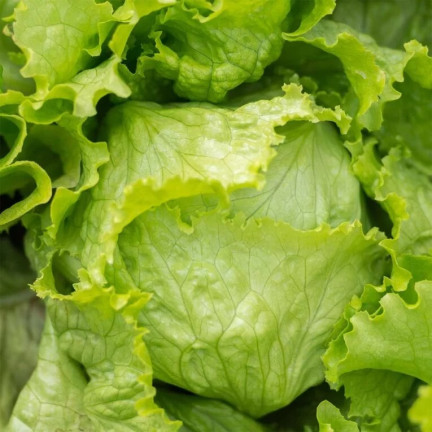 W1212 KNACKIGER EISBERGSALAT KÖNIGIN DES SOMMERS FRÜHGEMÜSESALAT SAMEN 1G