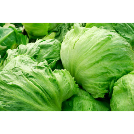 W1212 KNACKIGER EISBERGSALAT KÖNIGIN DES SOMMERS FRÜHGEMÜSESALAT SAMEN 1G