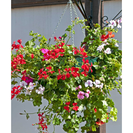 Hanging Geranium Speedy Mix, Pelargonium peltatum F2 hybrids, 10 seeds