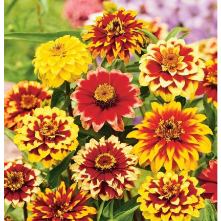 R2069 CYNIA PERSKA NASIONA MIX WIELOBARWNE PEŁNE RABATY KWIETNIKI na KWIATY CIĘTE