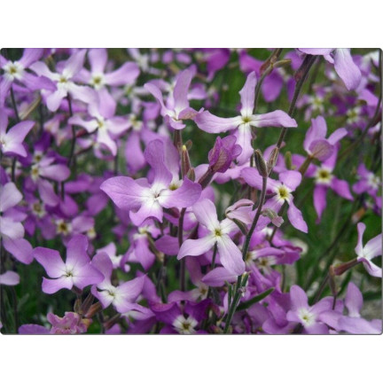 R0555 DVOUSETLETÁ OKRASNÁ ROSTLINA VOŇAVÉ SEMENO 3G