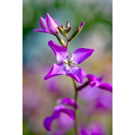 R0555 DVOUSETLETÁ OKRASNÁ ROSTLINA VOŇAVÉ SEMENO 3G