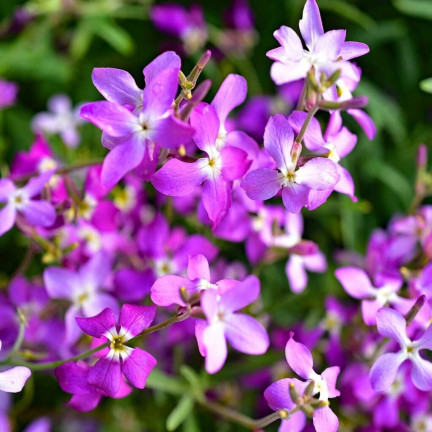 R0555 DVOUSETLETÁ OKRASNÁ ROSTLINA VOŇAVÉ SEMENO 3G