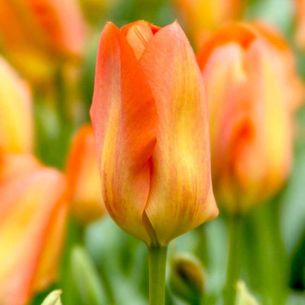 CEB13 TULIPAN CEBULKI TULIPANÓW CEBULKA KWIATÓW POMARAŃCZOWE 