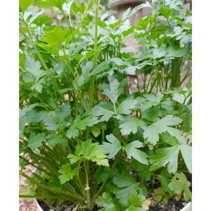 W3754 PETRŽEL GIGANTE D'ITALIA 2G SEMENO VYSOCE PRODUKTIVNÍ AROMATICKÁ