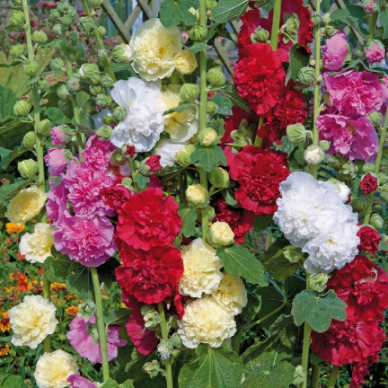 R2825 GARTENMALVE VOLLMISCHUNG 1G MALVENSAMEN