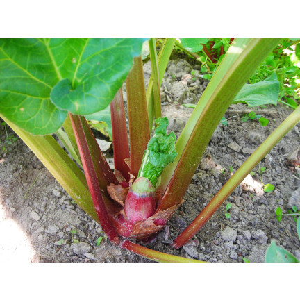 W1184 Rabarbar Victoria Plenny Zimujący Odporny smaczny zdrowy nasiona rabarbaru