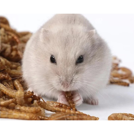 Getrocknete Larven der Weißen Fliege für Vögel, Futter mit hohem Proteingehalt, 125g