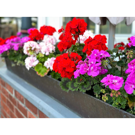 Garden Geranium Mix, Zonal Geranium, Geranium Seed Mix
