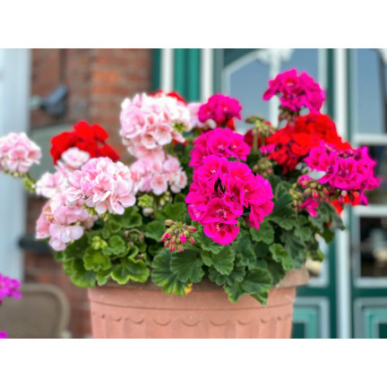 Garden Geranium Mix, Zonal Geranium, Geranium Seed Mix