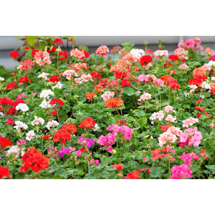 Garden Geranium Mix, Zonal Geranium, Geranium Seed Mix