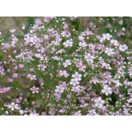 R4591 RAFFINIERT ROSA GYPSOPHILA 1G BLUME SAMEN JÄHRLICH