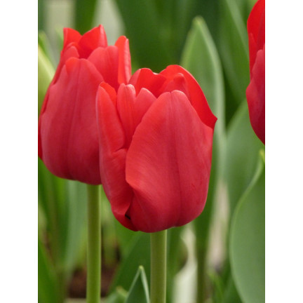 CEB12 TULIPAN CEBULKI TULIPANÓW CEBULKA KWIATÓW czerwone 
