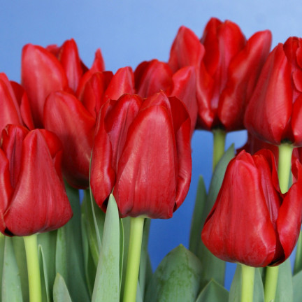 CEB12 TULIPAN CEBULKI TULIPANÓW CEBULKA KWIATÓW czerwone 