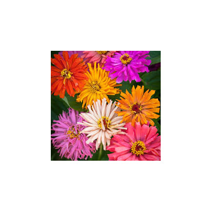 R2070 CHRYSANTHEMENMISCHUNG SAMENSCHNITTBLUMEN MULTI-BLOOM FÜR HÖHERE BEETE1G