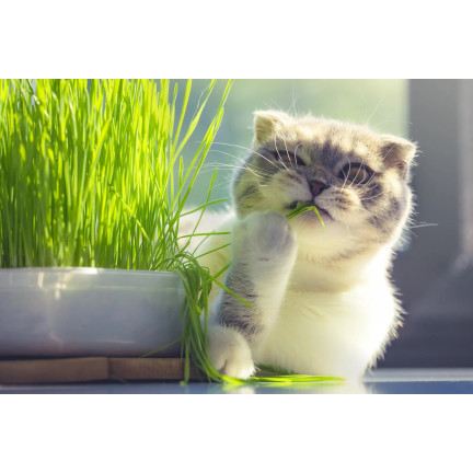 Cat grass, grass seed mix, Kici Mix, Toraf 30g