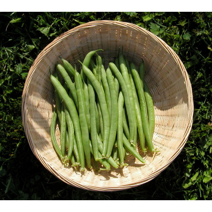 W1046 FAZOLE MUNGO ZELENÉ LUSKY HILDS NECKARKÖNIGIN FAZOLE SEMENA 10G