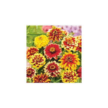 R2069 CYNIA PERSKA NASIONA MIX WIELOBARWNE PEŁNE RABATY KWIETNIKI na KWIATY CIĘTE