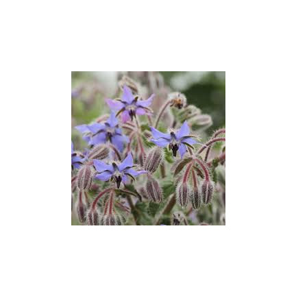 Z3025 Annual borage, cucumber scent, vitamin C, manganese, Borago officinalis, 2 g