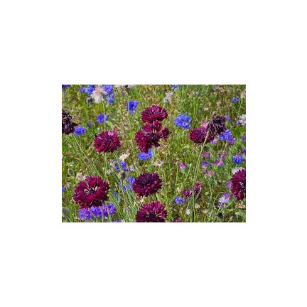 R2068 CHABER BŁAWATEK MIX CHABRY nasiona, kwiaty jadalne MIODODAJNE KOLOROWE