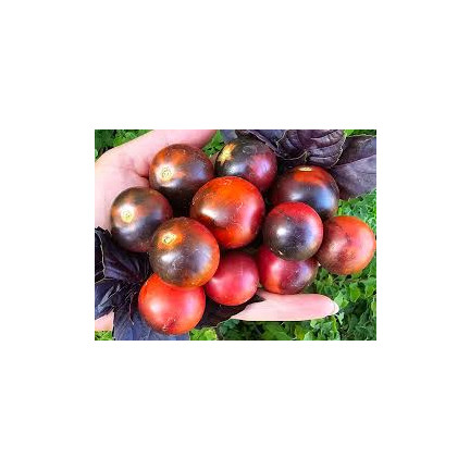 SUM78 Soluble Fertilizer for Tomatoes and Peppers, 250g – Power of Abundance, Bountiful Harvest