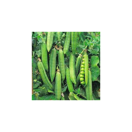 W0746 SCHALERBSE SECHS WOCHEN ALTES SAATGUT 50G SCHNELLE ERNTE