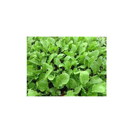 Z3018 SEMÍNKA MAJORÁNKY AROMATICKÁ PŘÍLOHA 1G