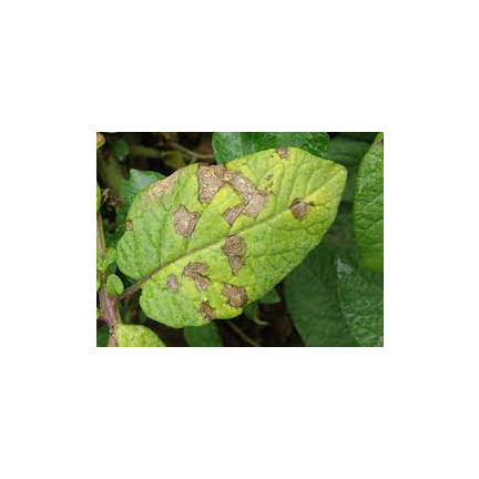 SUM37 Help Plant B postřik proti nedostatku bóru 20 ml, bojuje proti padlí listů