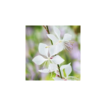 R5505 GAURA BIAŁA NASIONA białe KWIATY DO OGRODU ŁĄKA SKALNIAK mrozoodporne