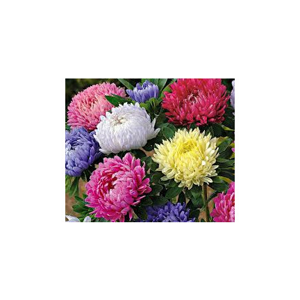 R2046 ASTER PEONIOWY WYSOKI MIX PEŁNE RÓŻNOBARWNE KWATY JEDNOROCZNE 1G