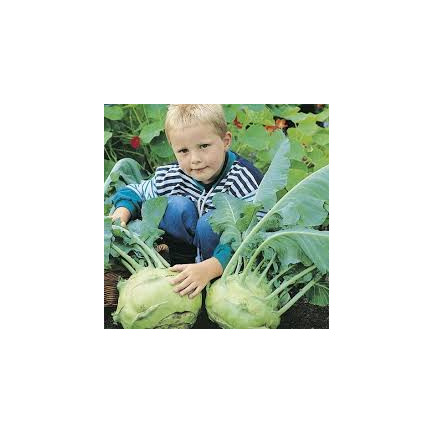 W1075 Giant kohlrabi seeds, white flesh, tasty, non-woody, high yield, plenty of flesh1G