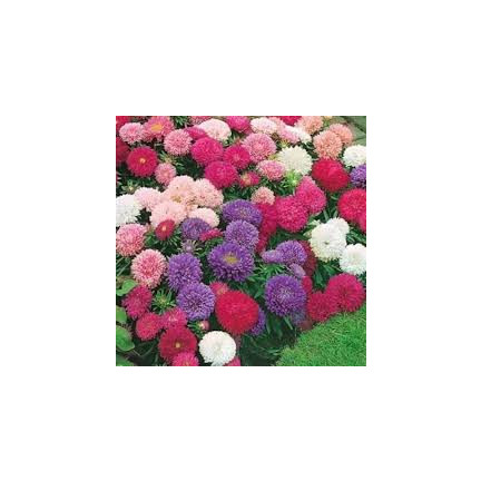 R2046 ASTER PEONIOWY WYSOKI MIX PEŁNE RÓŻNOBARWNE KWATY JEDNOROCZNE 1G