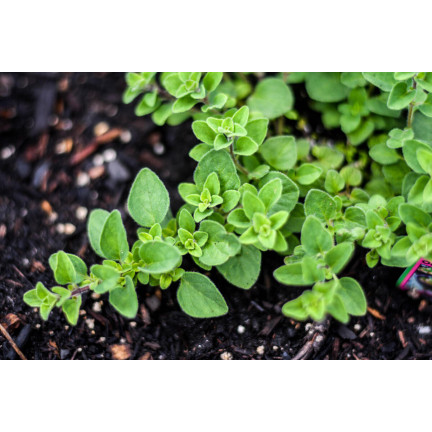 Z3026 OREGANO OREGANO BYLINNÁ SEMENA AROMATICKÁ BYLINA DO KAŽDÉ KUCHYNĚ 0,5G