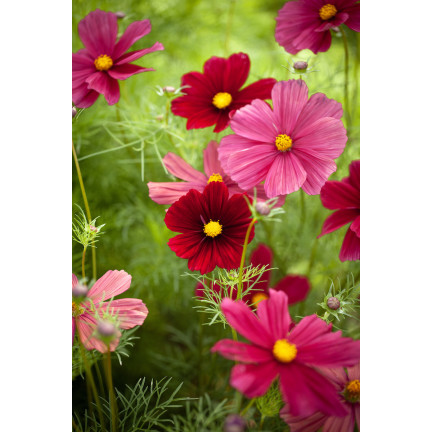 R3136 MAYFLY COSMOS MIX BAREV SEMÍNKA KVĚTŮ MAYFLY 1G NA ZAHRADNÍ ZÁHONY