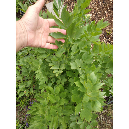 Z3017 LIEBSTÖCKEL GARTEN KRÄUTER SAMEN MEHRJÄHRIGE GEWÜRZ AROMATISCH MAGI 1G
