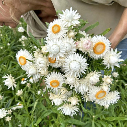 R4126 Weiße Decke Garten Blumen Samen Toraf 0.5g