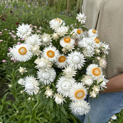 R4126 Weiße Decke Garten Blumen Samen Toraf 0.5g