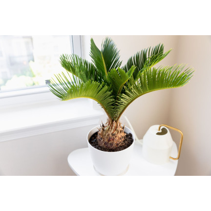 BIO9 ERDE FÜR PALMEN YUCCA DRACAENA 5L SUBSTRAT FÜR GRÜNPFLANZEN MIT BIOVITA DÜNGER
