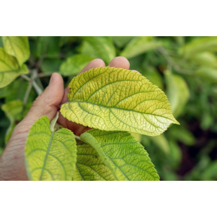 SUM40 HELP PLANT IRON (FE) 20ML, Blattdünger, verhindert physiologische Krankheiten und Wachstumshemmungen