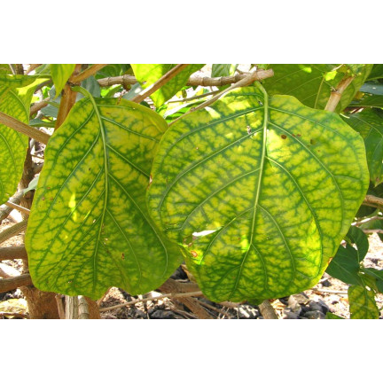 SUM40 HELP PLANT IRON (FE) 20ML, Blattdünger, verhindert physiologische Krankheiten und Wachstumshemmungen