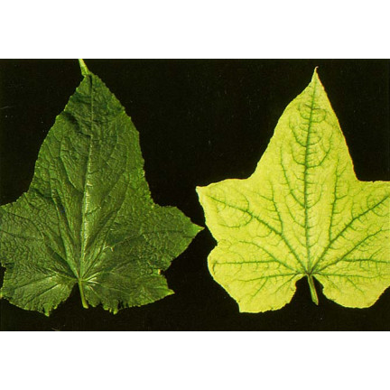 SUM40 HELP PLANT IRON (FE) 20ML, Blattdünger, verhindert physiologische Krankheiten und Wachstumshemmungen