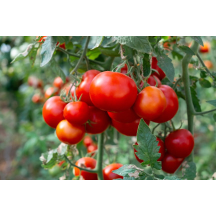 Organic fertilizer for vegetables and tomatoes, natural, organic, granules, Biovita 3 kg