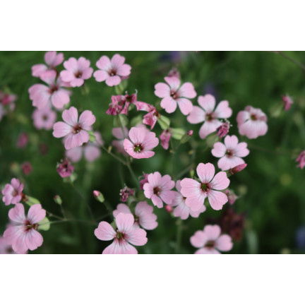 R4591 RAFFINIERT ROSA GYPSOPHILA 1G BLUME SAMEN JÄHRLICH