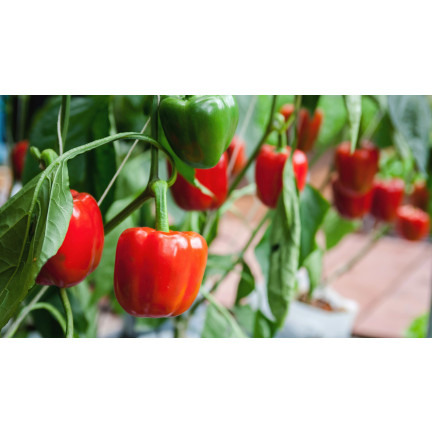 W1135 KALIFORNIEN WUNDER ROTE SÜSSE SALATPAPRIKA SAMEN 0.5G