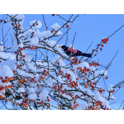 KELÍMEK S KRMIVEM PRO PTÁKY TURDUS 400G VYSOCE ENERGETICKÉ ZIMNÍ KRMIVO