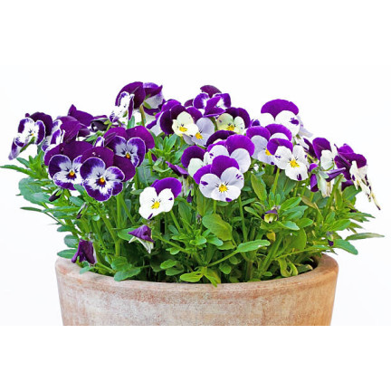 R9985 HORNVIOLETT DREIFARBIG JOHNY JUMP UP 0.3G SAMEN