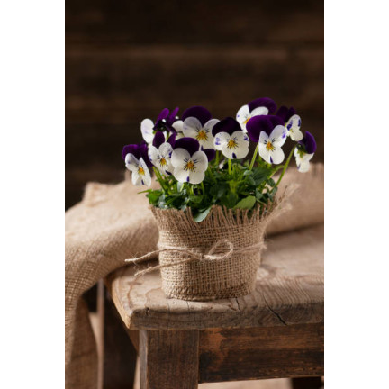 R9985 HORNVIOLETT DREIFARBIG JOHNY JUMP UP 0.3G SAMEN