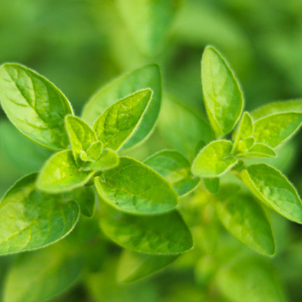 Z3026 OREGANO OREGANO BYLINNÁ SEMENA AROMATICKÁ BYLINA DO KAŽDÉ KUCHYNĚ 0,5G