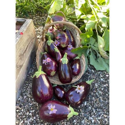 W1003 SEMENA LILKU BLACK BEAUTY PURPLE PEAR OF LOVE 1G