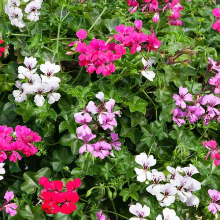 Hanging Geranium Speedy Mix, Pelargonium peltatum F2 hybrids, 10 seeds